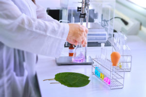 what is kratom image of kratom leaves in laboratory
