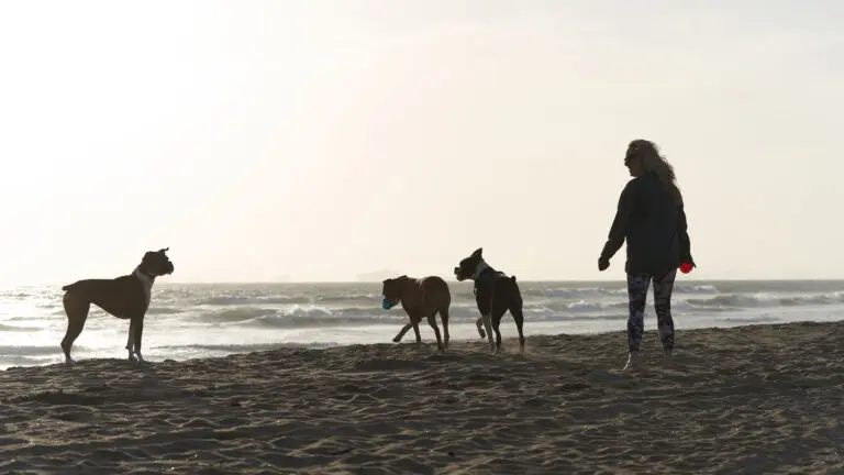 Woman with dogs walking on a beach